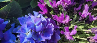 Ingrids Blumenhaus in Neusäß
